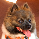 Katya the Pom Avatar